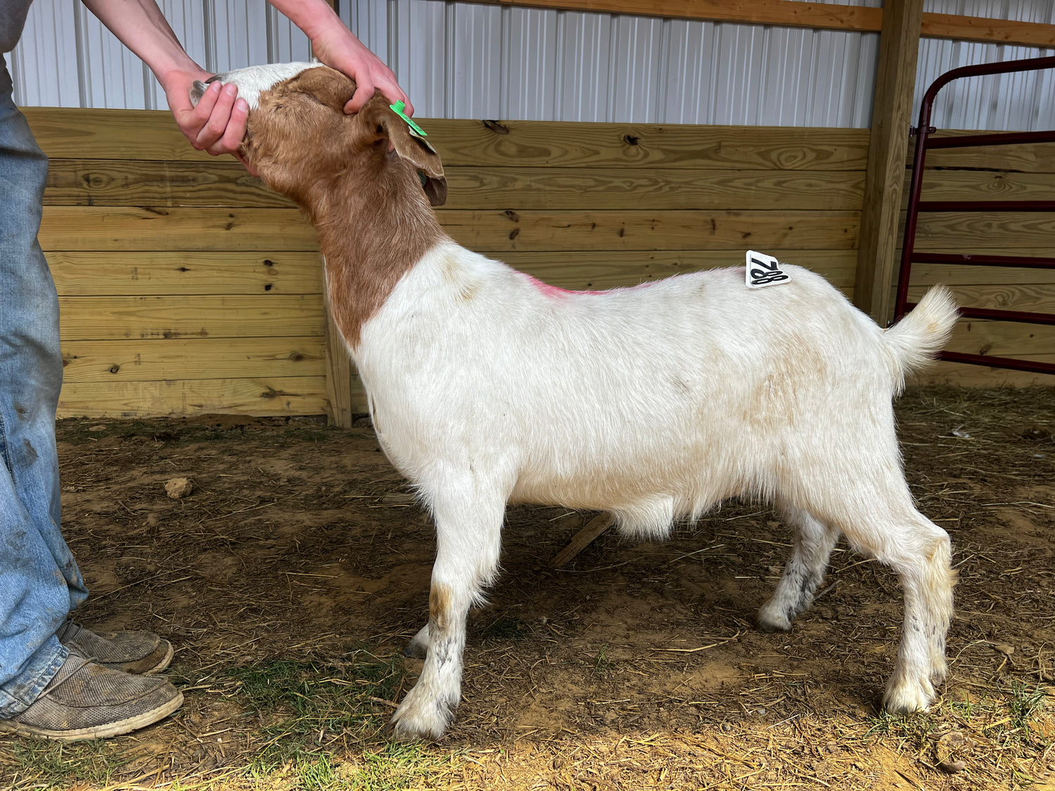 Eid Goat 