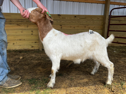 Eid Goat 