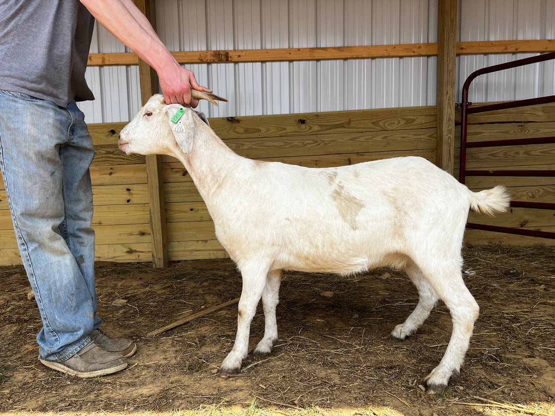 Eid Goat 