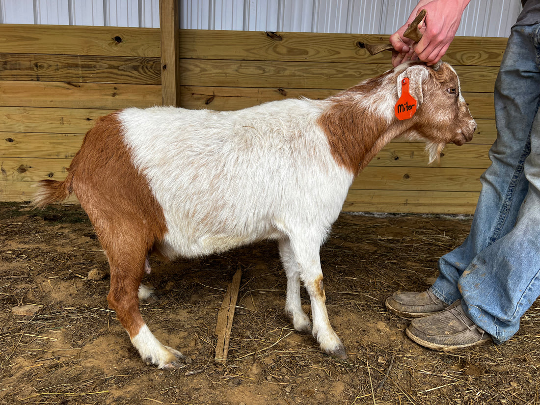 Eid Goat 