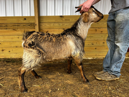 Eid Goat 
