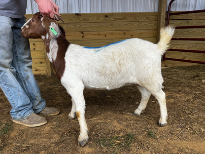 Eid Goat 