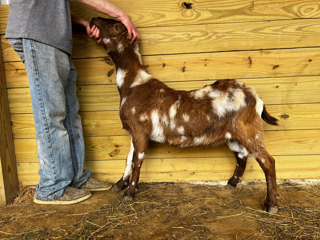 Eid Goat 