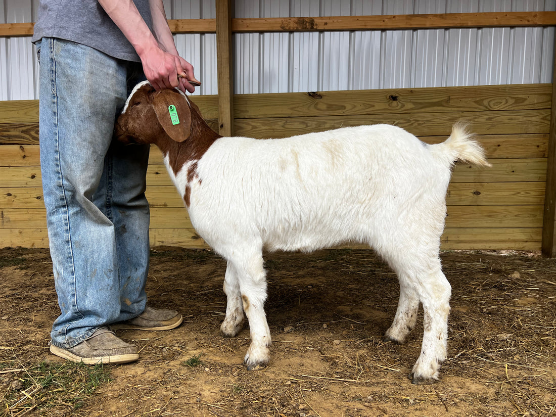 Eid Goat 