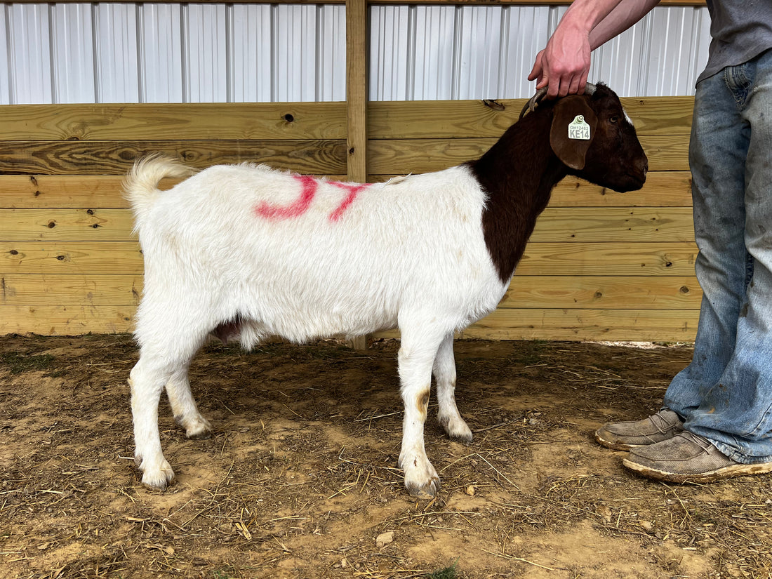 Eid Goat 