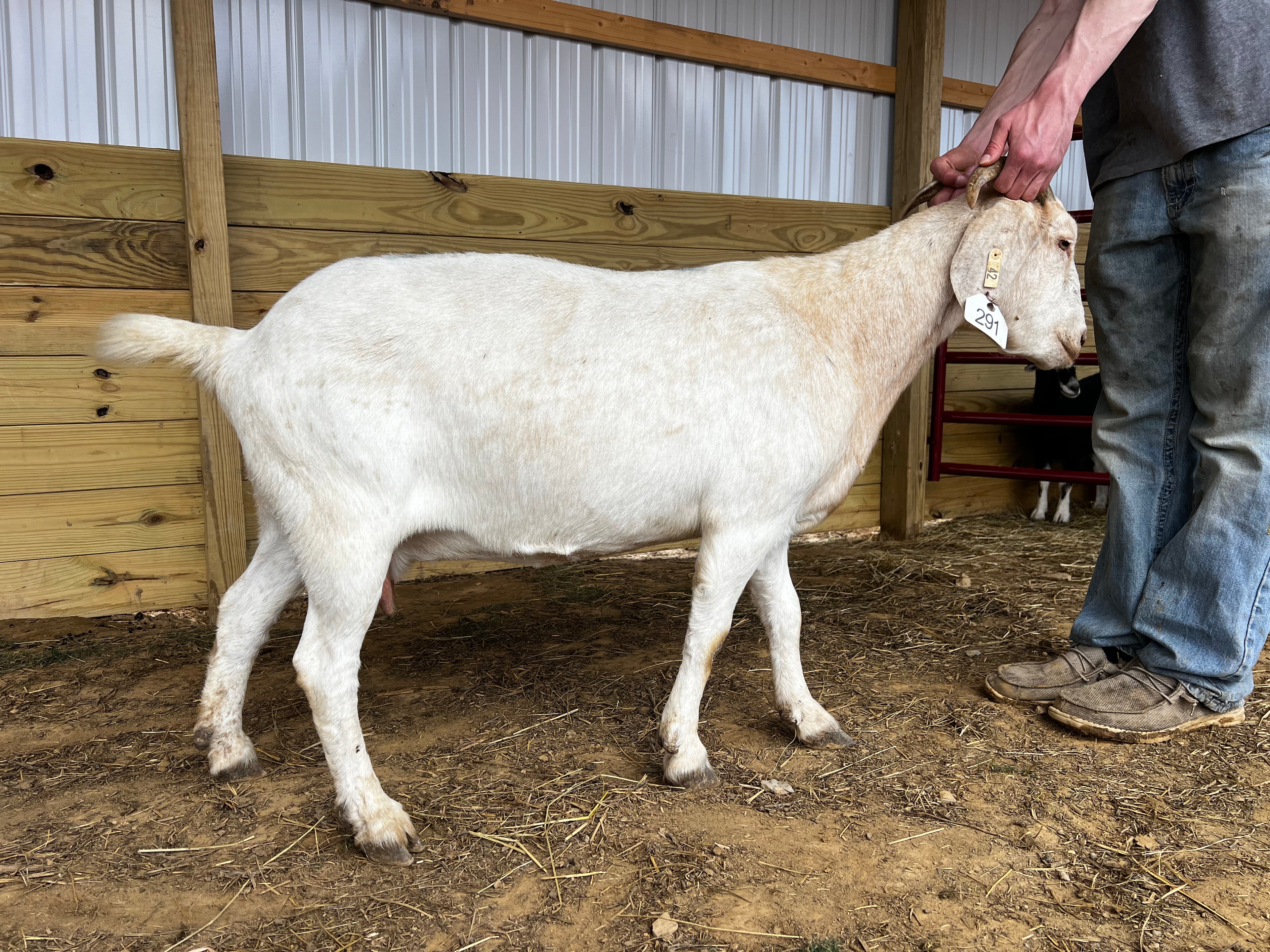 Eid Goat 