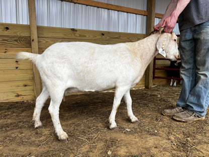 Eid Goat 