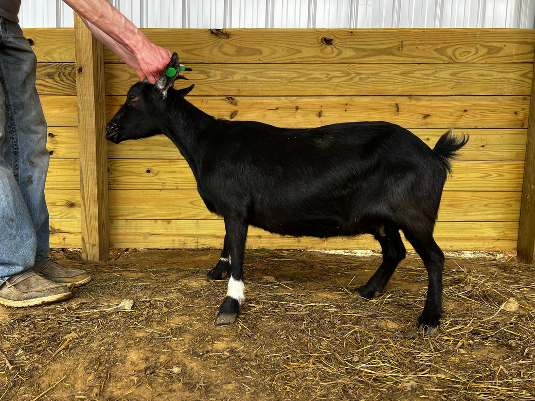 Eid Goat 