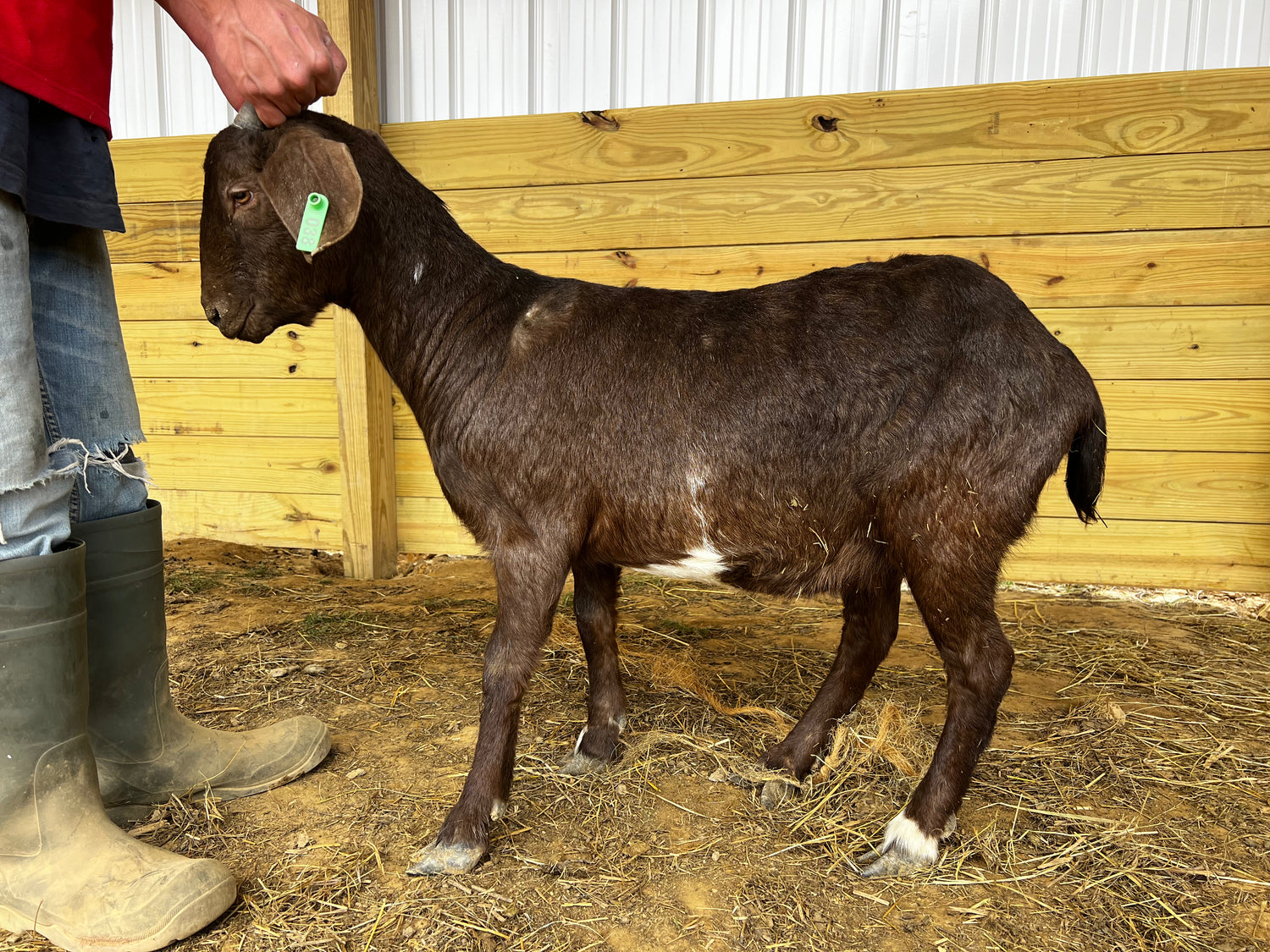 Eid Goat 