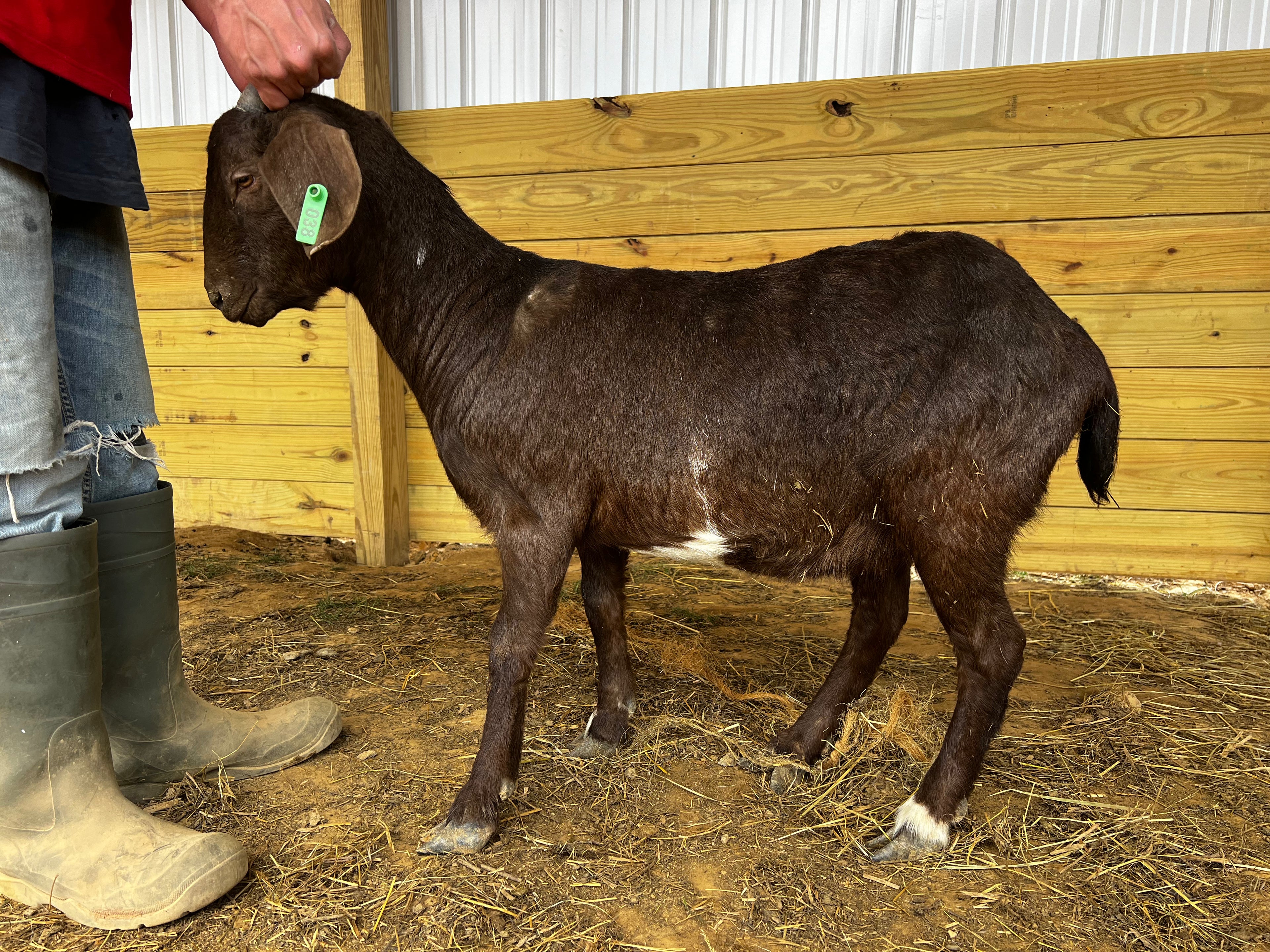 Eid Goat 