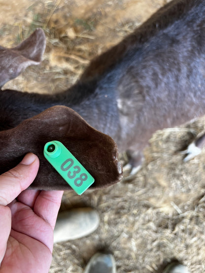 Eid Goat 