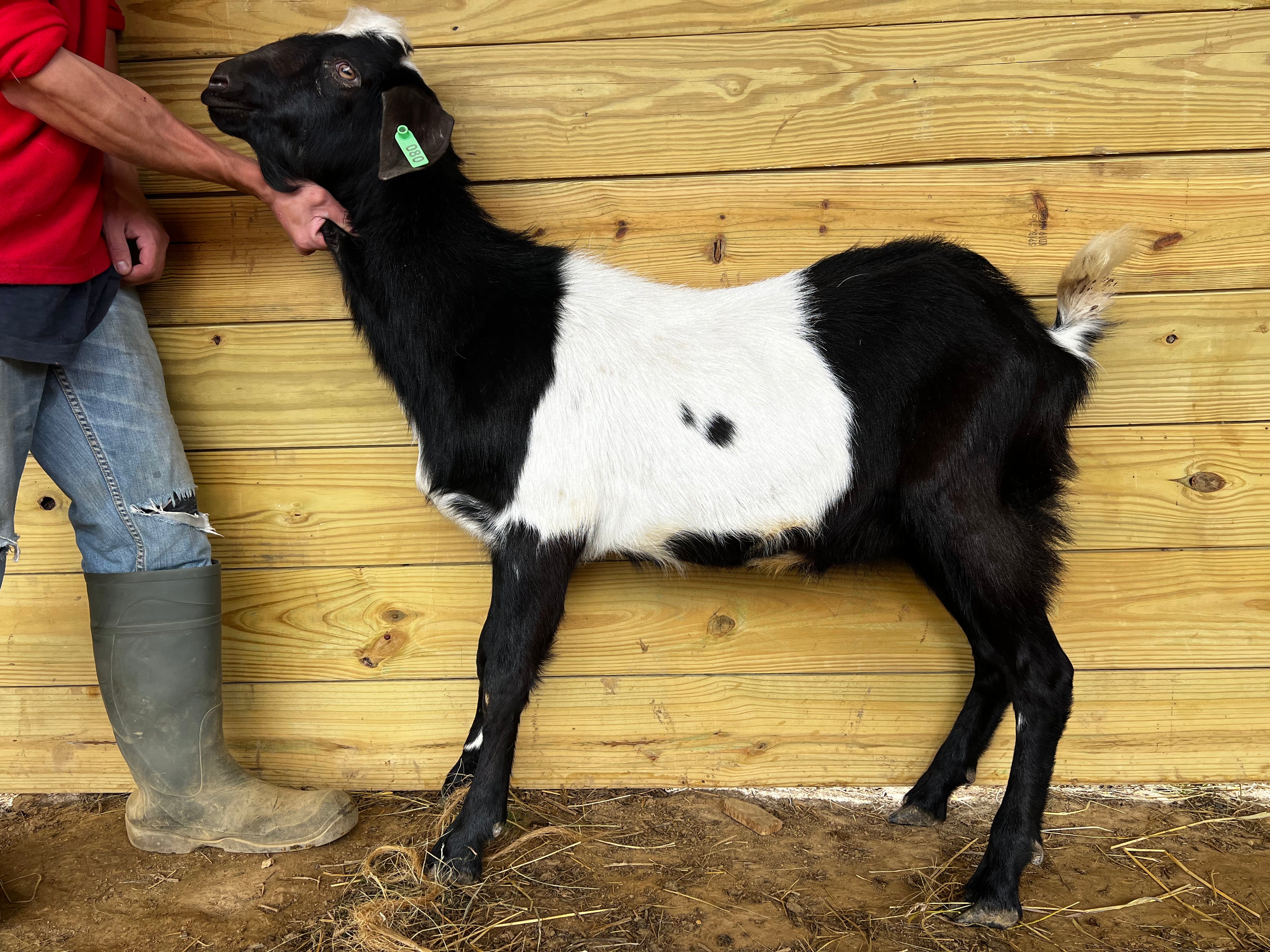 Eid Goat 