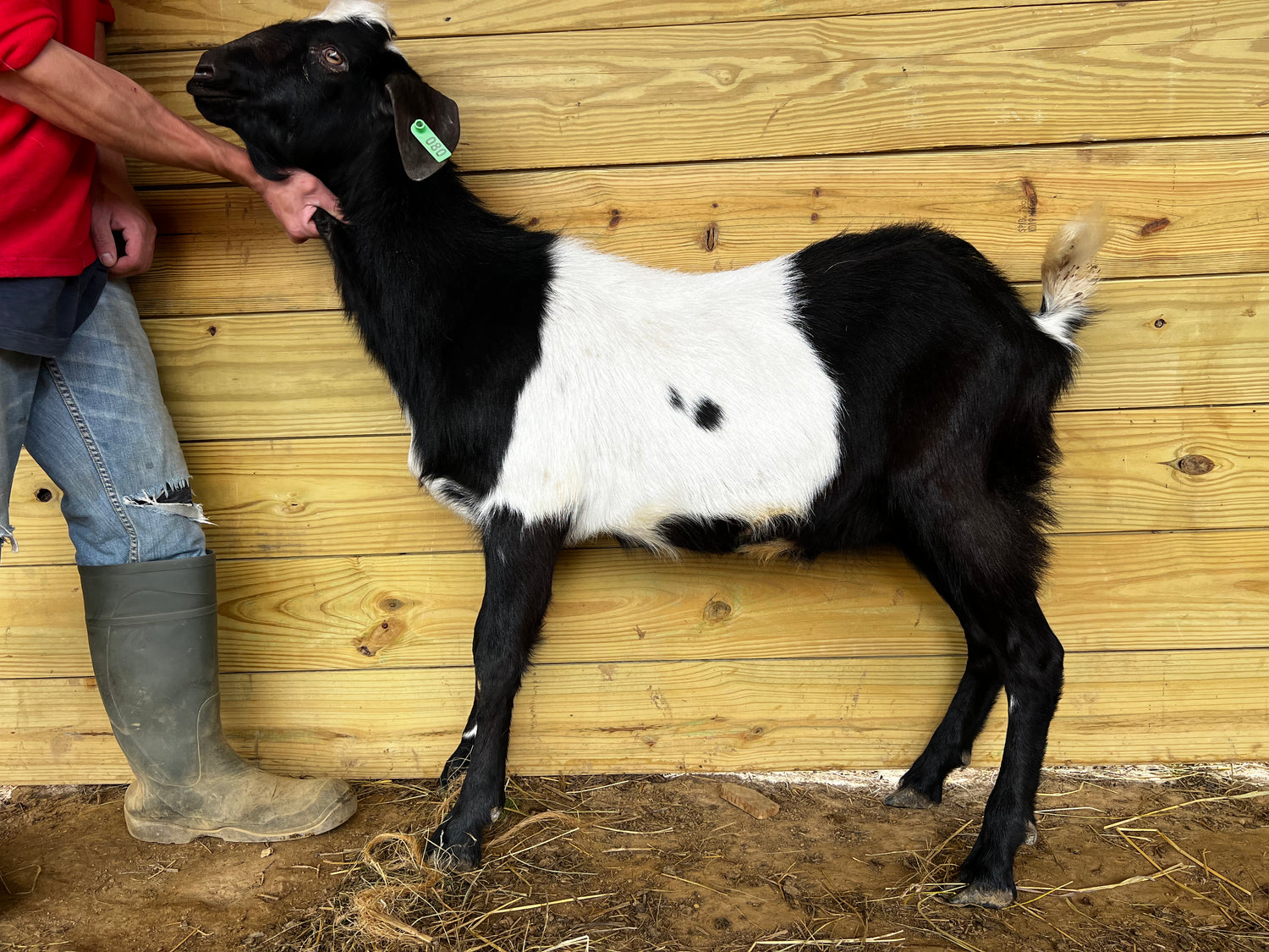 Eid Goat 