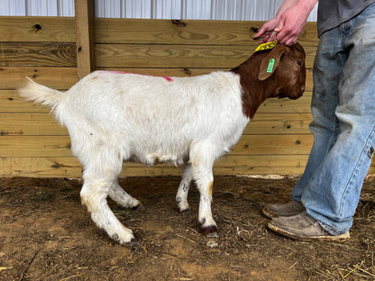 Eid Goat 