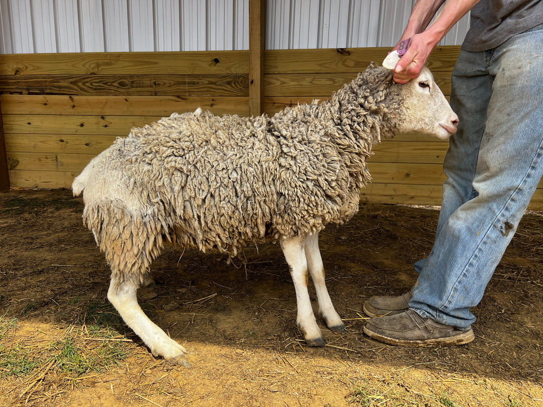 Eid Lamb 