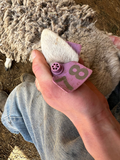 Eid Lamb 