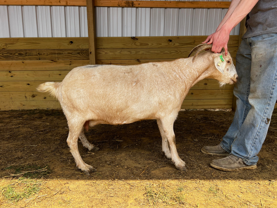 Eid Goat 