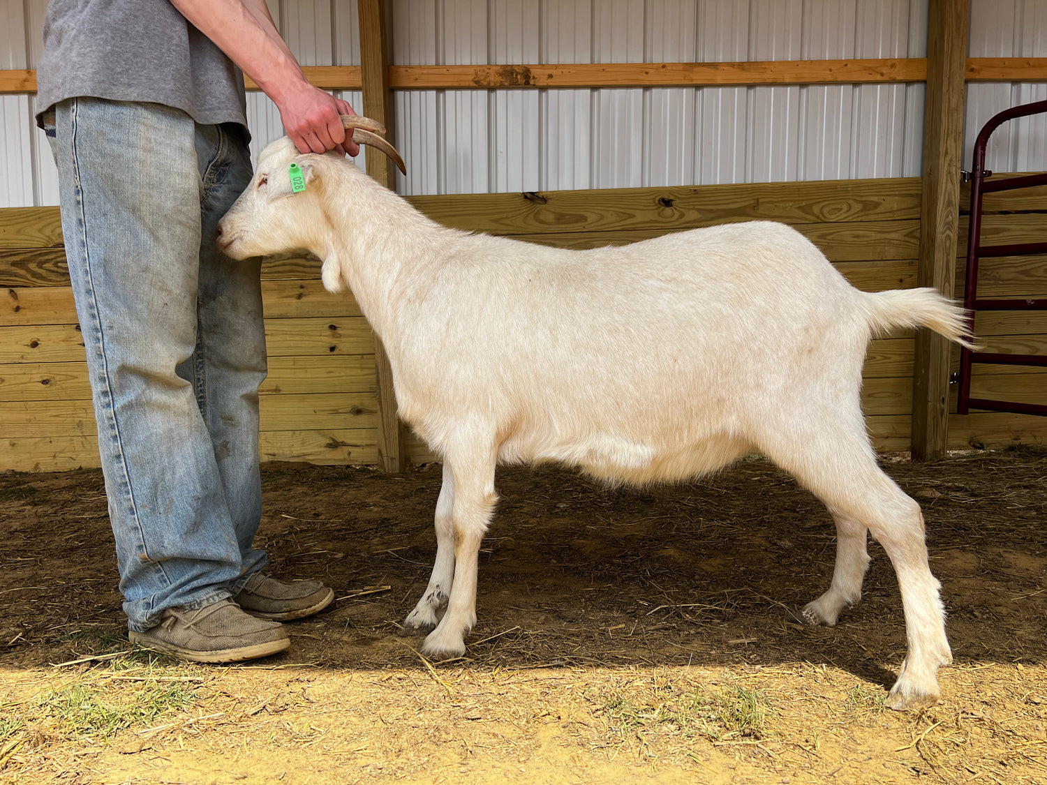 Eid Goat 