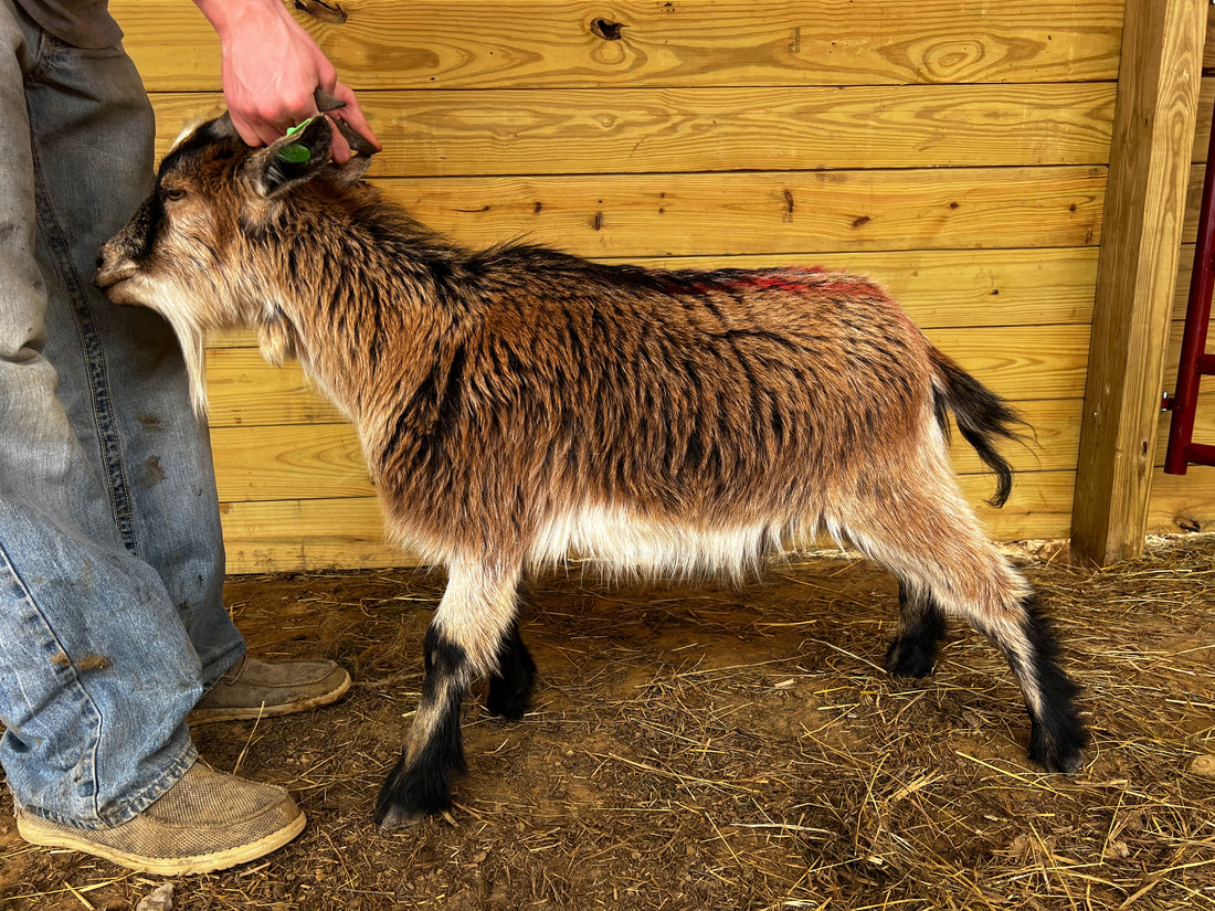 Eid Goat 