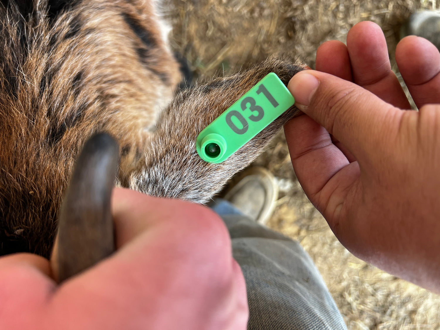 Eid Goat 