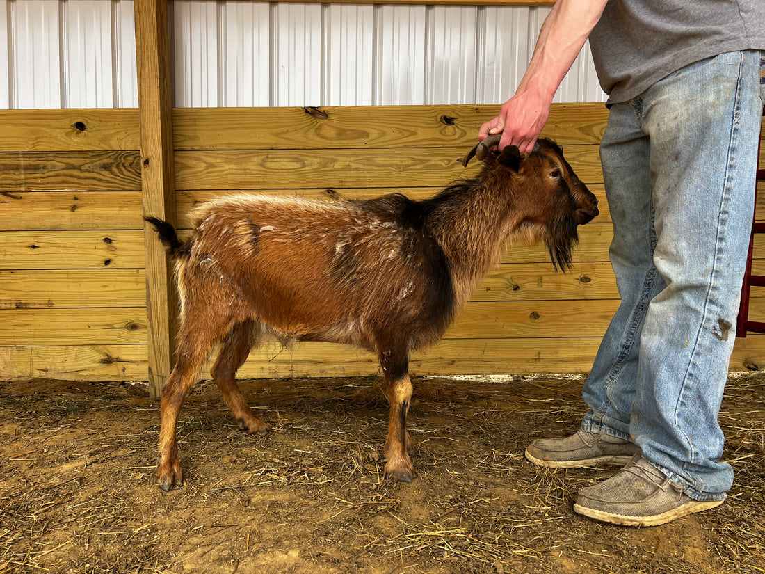 Eid Goat 