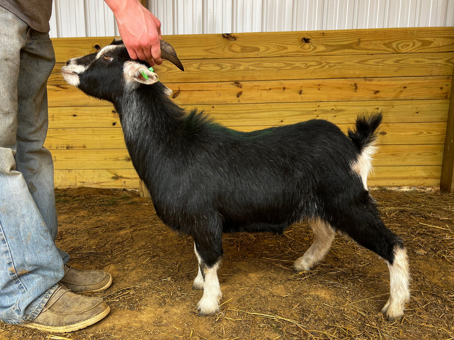 Eid Goat 