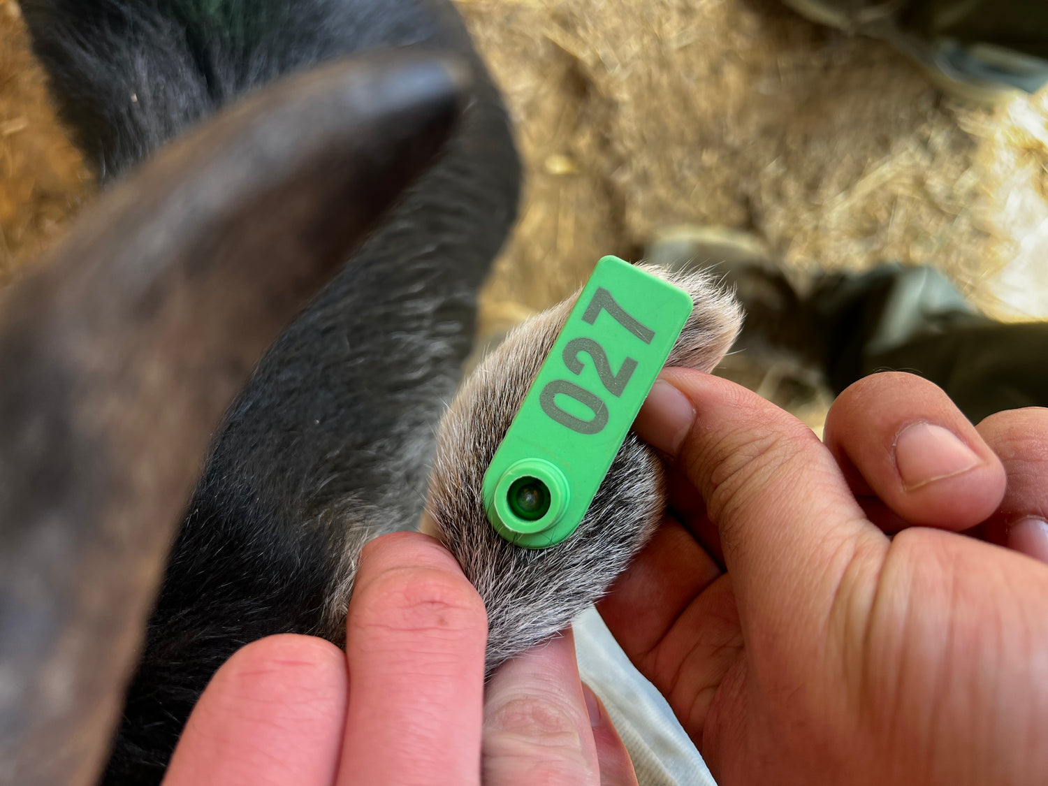Eid Goat 
