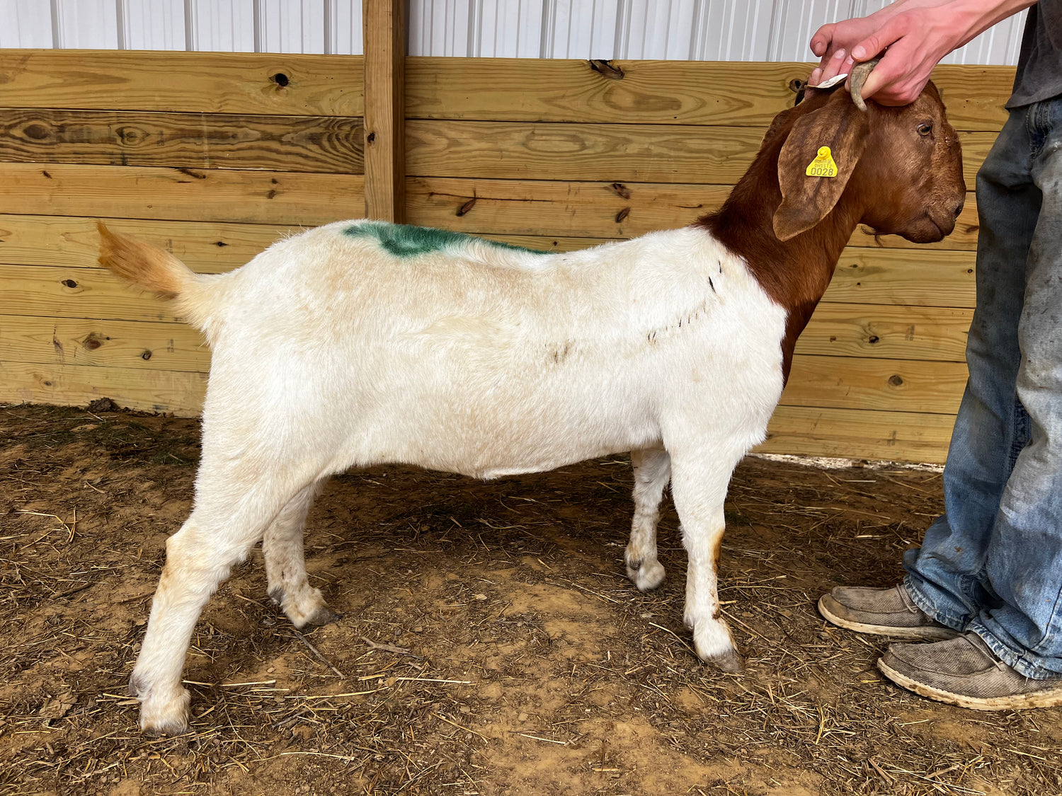 Eid Goat 