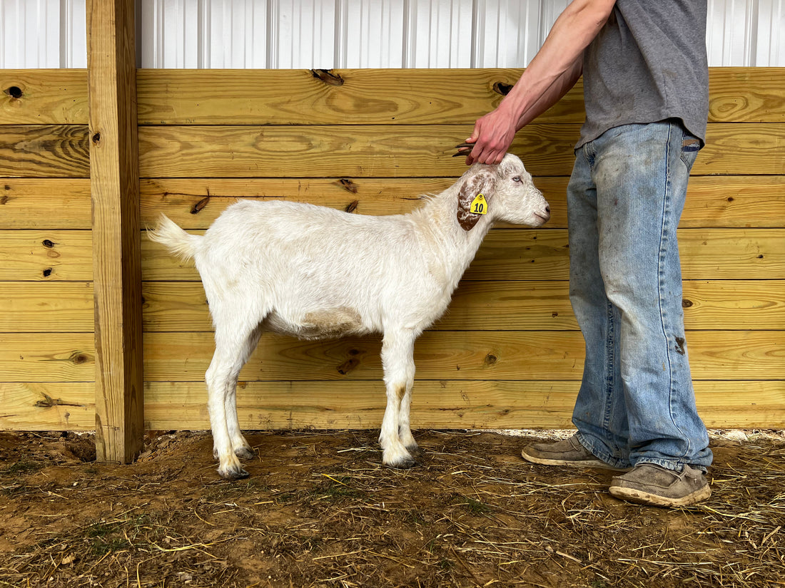 Eid Goat 