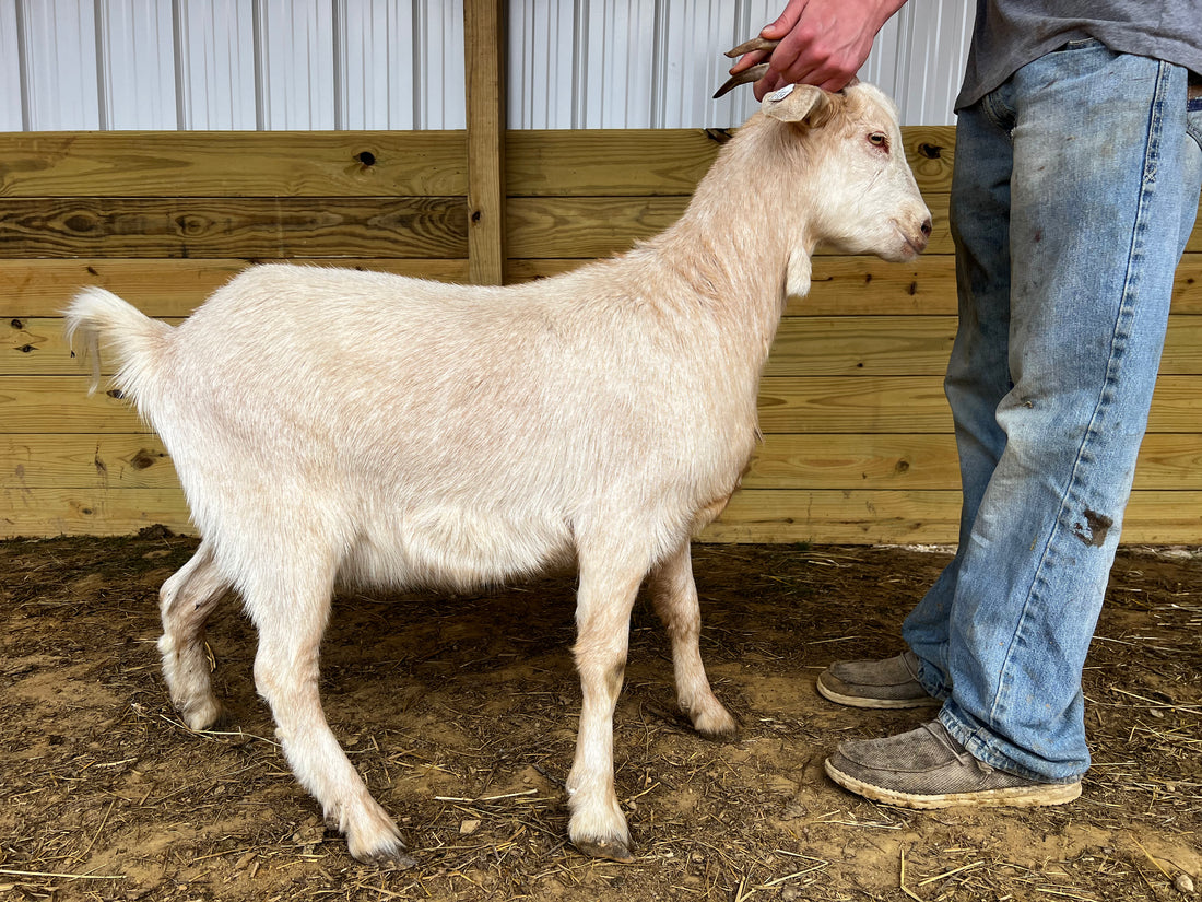 Eid Goat 