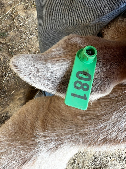 Eid Goat 