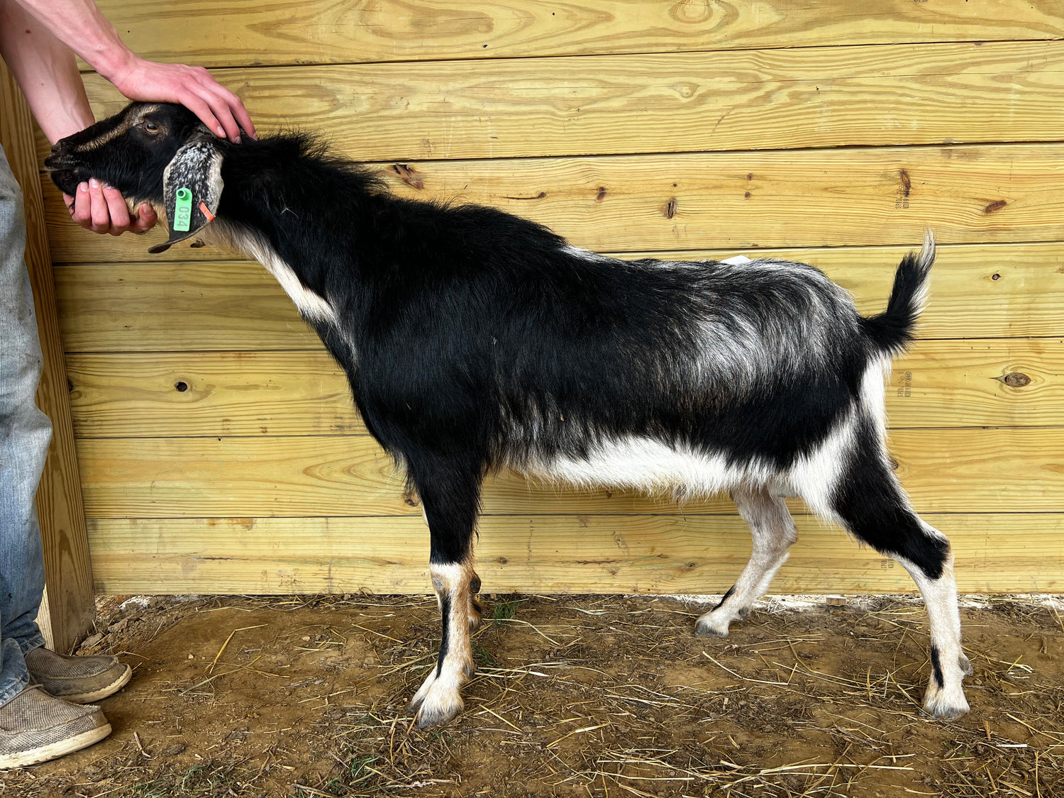 Eid Goat 