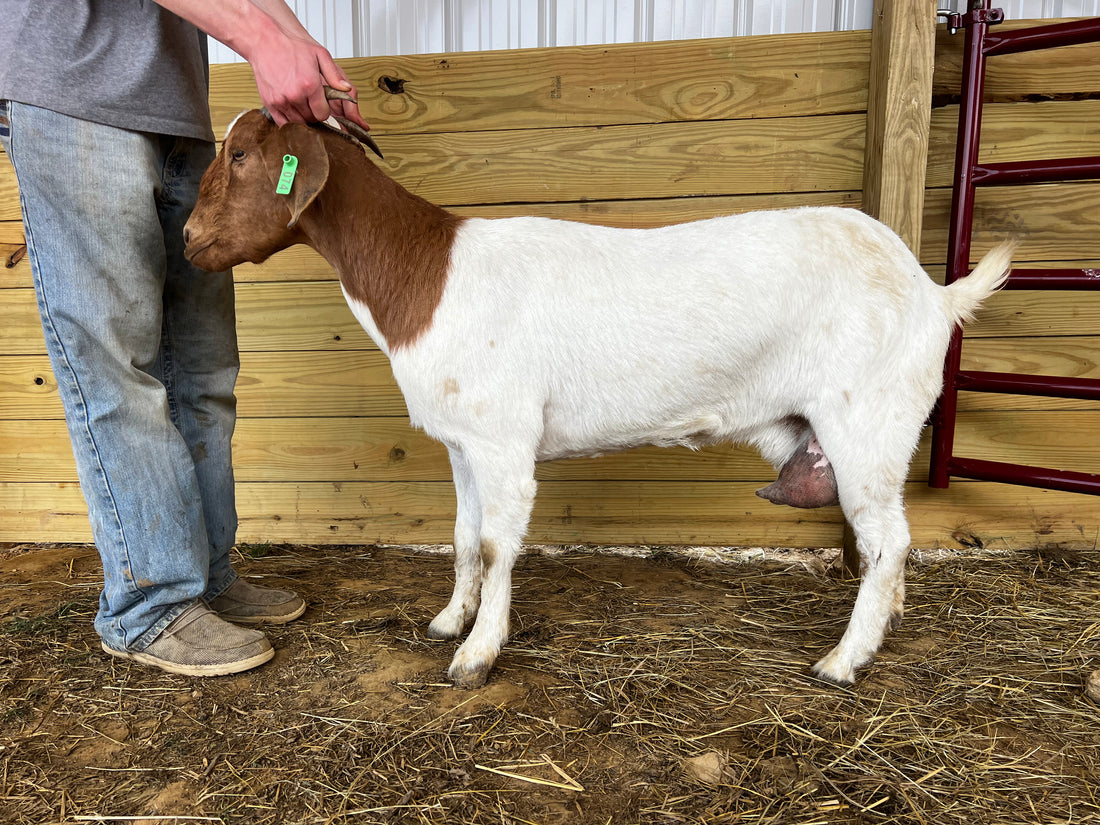 Eid Goat 