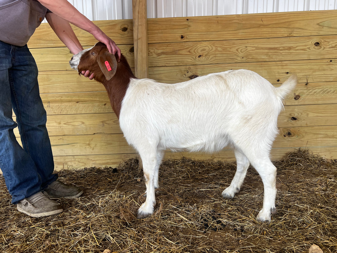 Eid Goat 