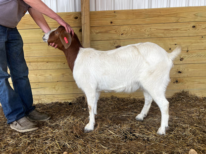 Eid Goat 