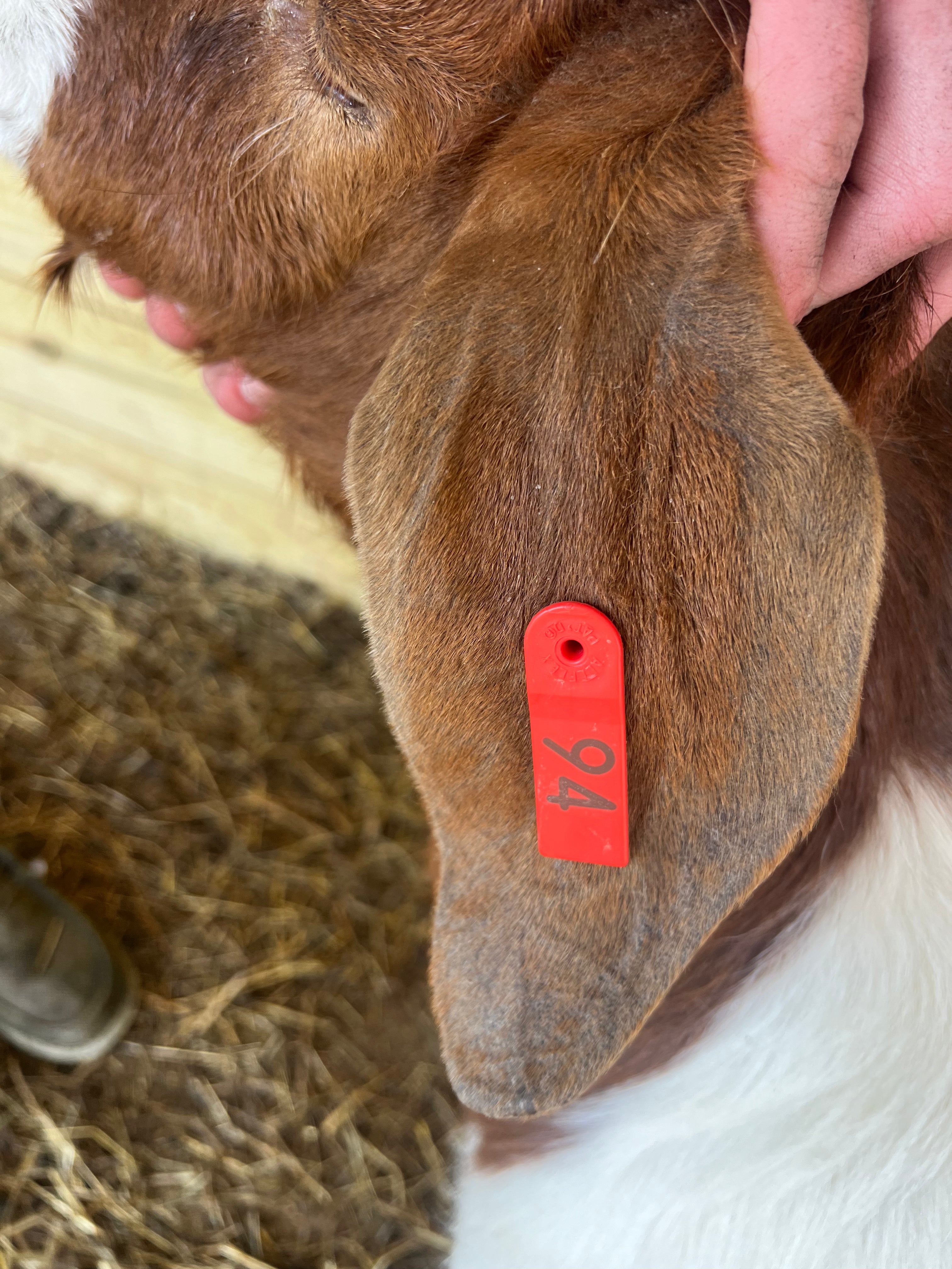 Eid Goat 
