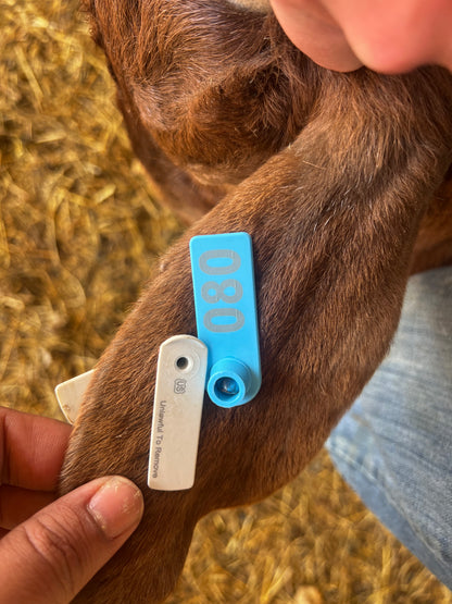 Eid Goat 