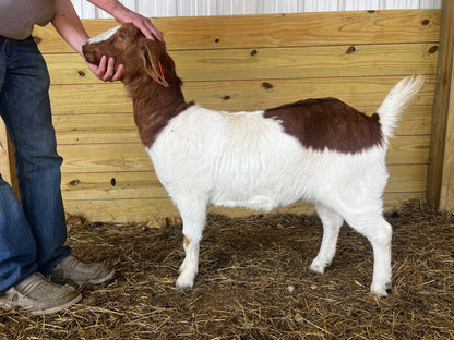Eid Goat 