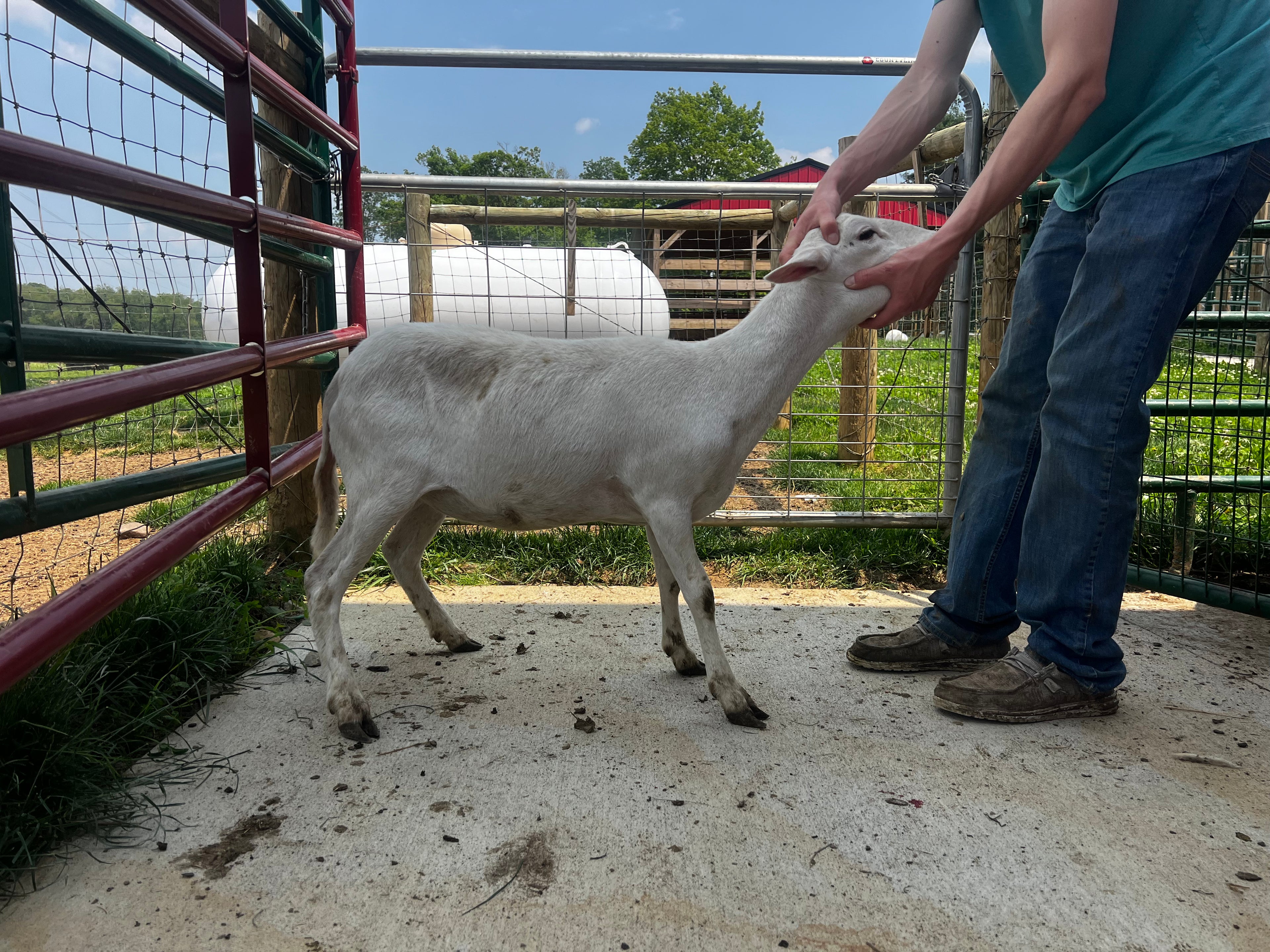 Eid Lamb 
