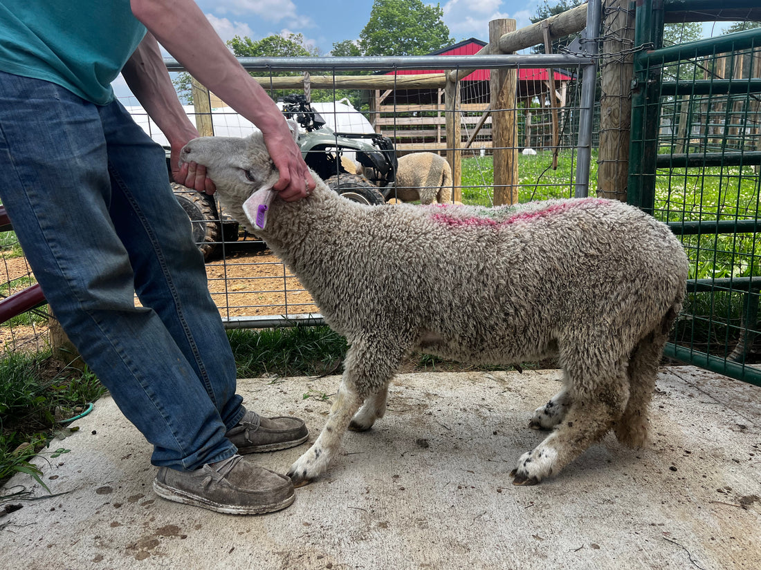 Eid Lamb 