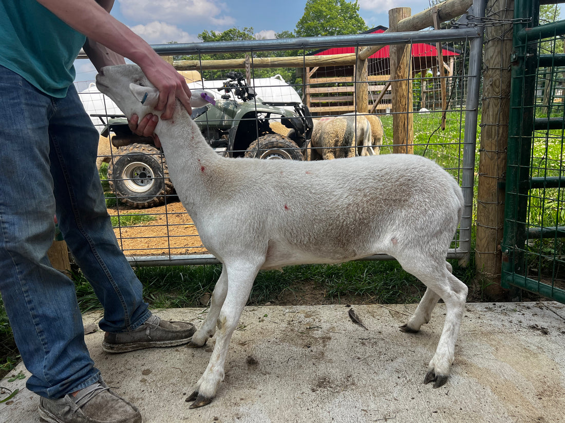 Eid Lamb 