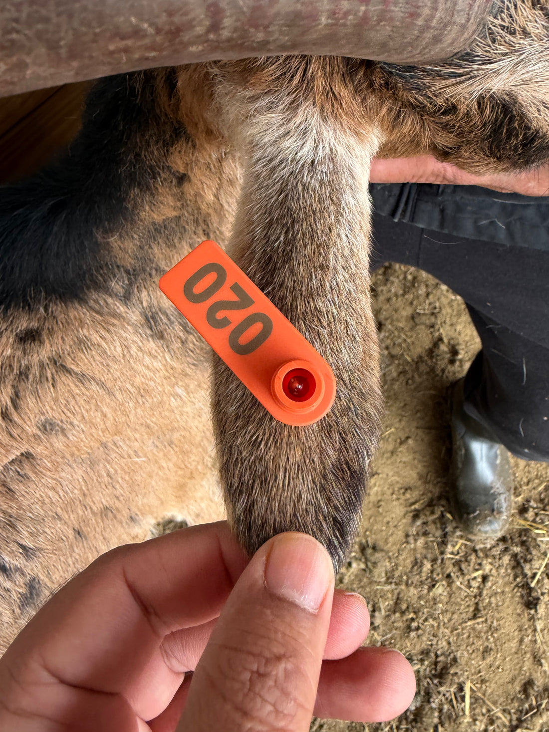 Eid Goat 020 Orange - WeGotMeat