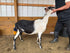 Eid Goat 053 Orange - WeGotMeat