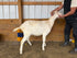 Eid Goat 054 Orange - WeGotMeat