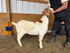 Eid Goat 087 Orange - WeGotMeat