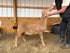 Eid Lamb 014 Orange - WeGotMeat