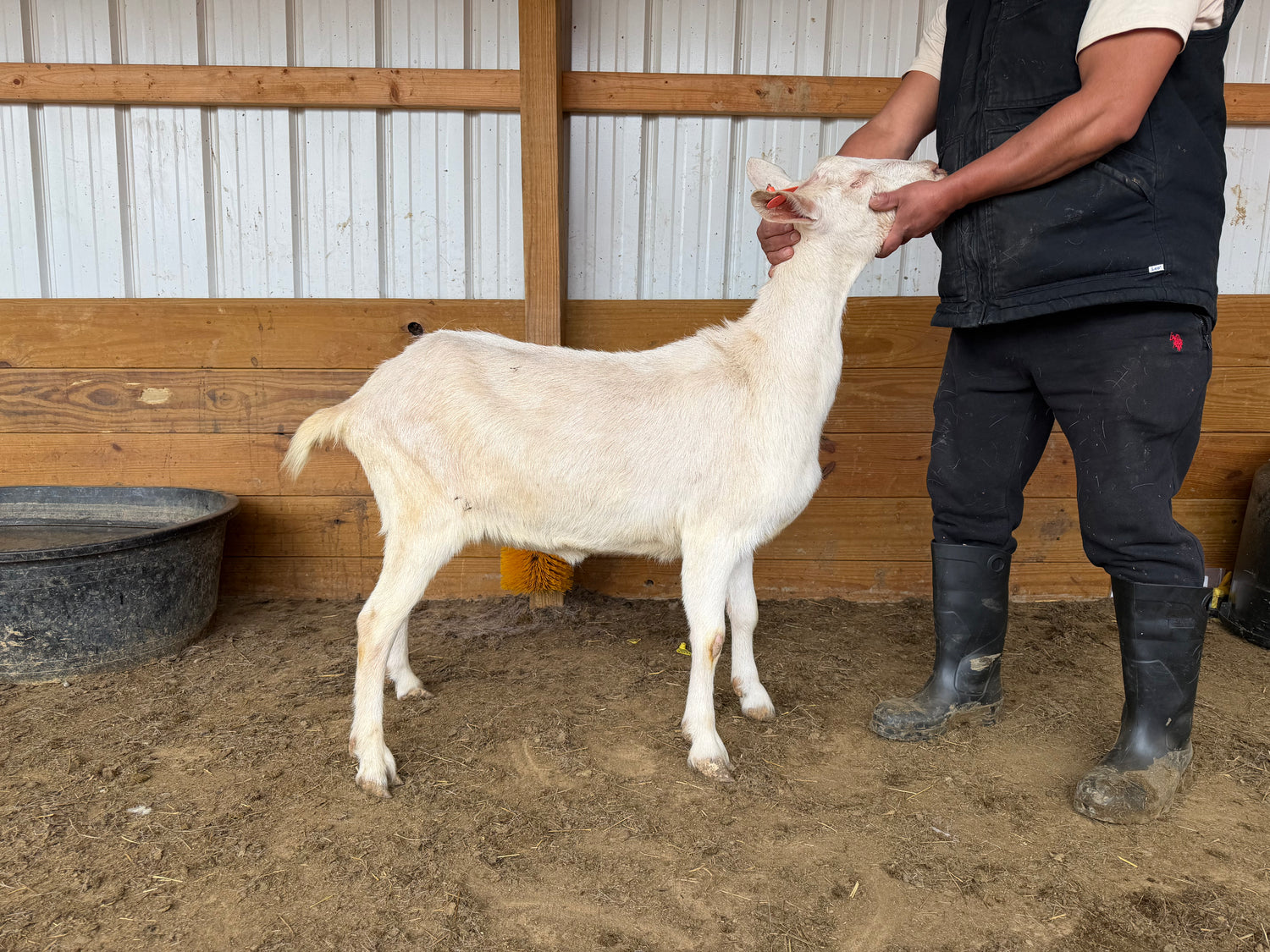 Eid Goat 004 Orange - WeGotMeat