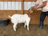 Eid Goat 003 Orange - WeGotMeat