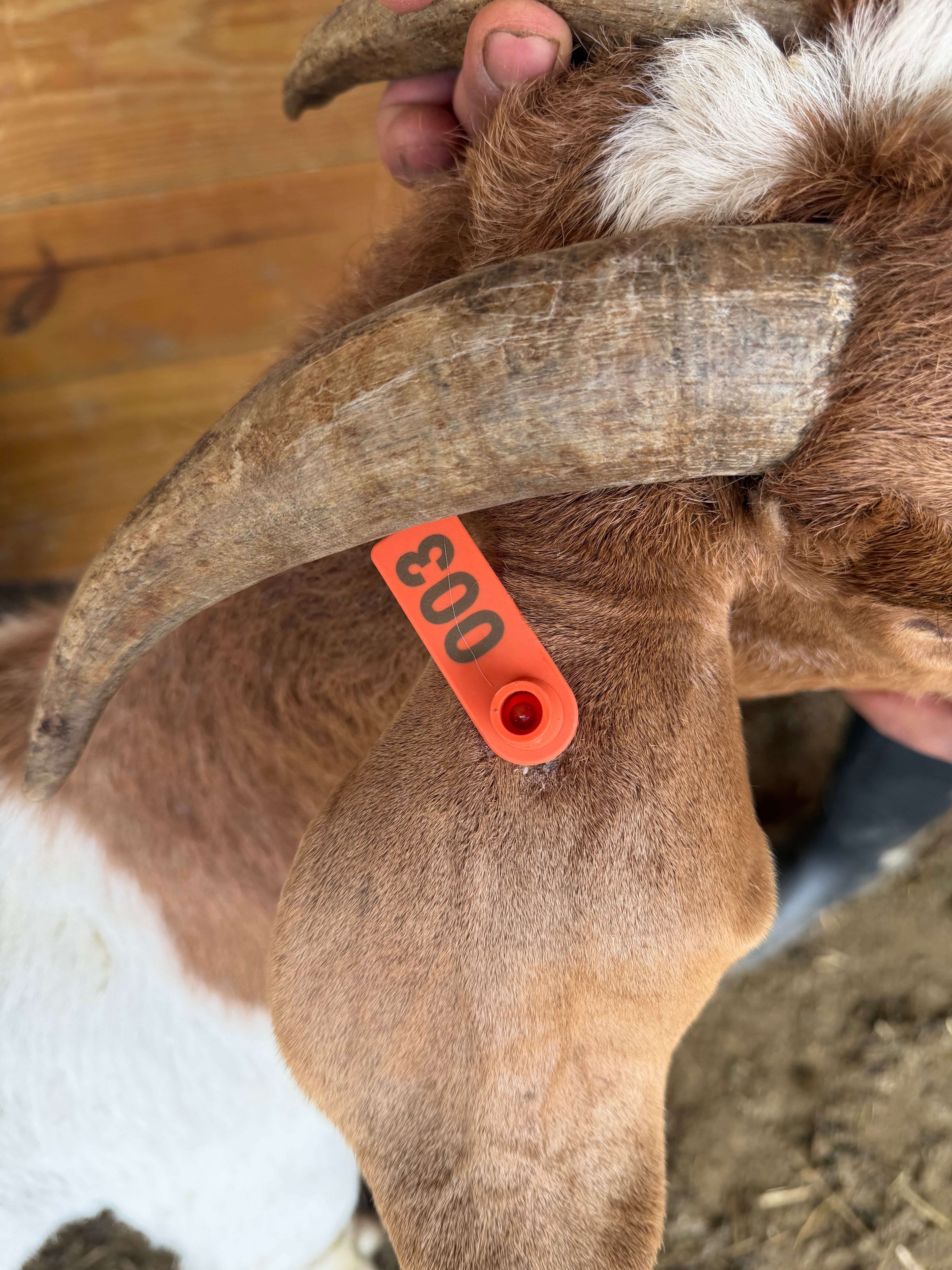 Eid Goat 003 Orange - WeGotMeat