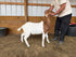 Eid Goat 002 Orange - WeGotMeat